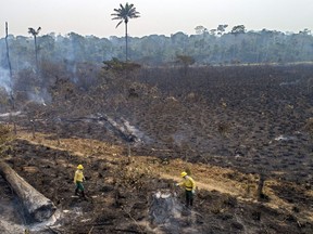 Workers from Brazil's state-run environment agency IBAMA check an area consumed by fire near Novo Progresso, Para state, Brazil, Tuesday, Aug. 18, 2020.v