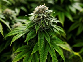 Marijuana plants grow at a facility October 29, 2019.