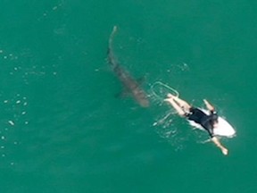 A shark swims close to World championship tour surfer Matt Wilkinson World at Sharpes Beach, New South Wales, Australia, Oct. 7, 2020 in this photo supplied by Surf Life Saving NSW.