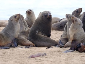 Adult seals gather behind a dead pup fetus on a beach near Pelican Point, Namibia September 30, 2020.