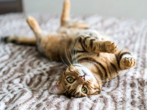 Cute bengal funny cat playing at home.