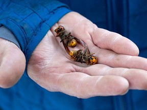A Washington State Department of Agriculture worker holds two of the dozens of Asian giant hornets vacuumed from a tree on October 24, 2020, in Blaine, Washington.