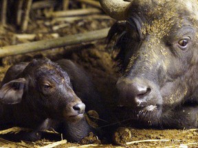 A Cape Buffalo rests with her newborn calf born at a zoo in Pretoria, South Africa, January 1, 2000.