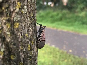 The spotted lanternfly has spread throughout six northeastern U.S. states since arriving in North America in 2014 from China, and experts are concerned the invasive insect could pose a threat to Ontario's fruit and wine industries.