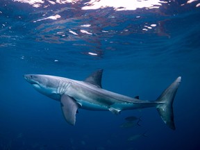Great White Shark, Port Lincoln South Australia.