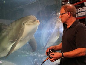Walt Conti, founder and CEO of Edge Innovations, uses a handheld controller to move an animatronic dolphin in a tank at the company's warehouse in Fremont, Calif., Sept. 30, 2020.