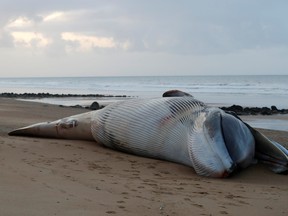 A view shows the dead body of a fin whale which was found stranded on a beach last Saturday in Saint-Hilaire-de-Riez, France, Nov. 16, 2020.