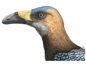 An artist’s reconstruction of the bird Falcatakely forsterae that lived 68 million years ago during the Cretaceous Period in Madagascar.