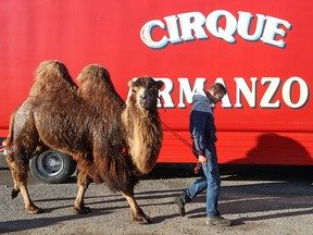 An employee of the Zavatelli Circus walks with a camel in a parking lot where the circus has been maintained under lockdown for about a year, in Gembloux, Belgium November 26, 2020.