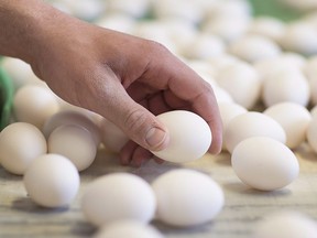 A farmer sorts through eggs as they exit the hen barn at an egg farm in West Lincoln, Ont., on Monday, March 7, 2016.