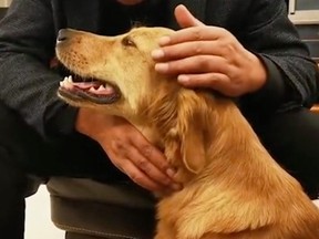 A faithful family dog in China has gone on a tireless quest to try to find her home after her owners left the pet with a friend to be looked after temporarily. The one-year-old golden retriever named Ping An or “safe and sound” was decidedly thin and injured with bleeding paws after walking over 100 kilometres alone for 14 days.