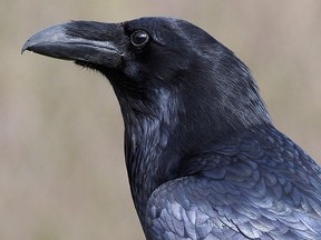 Kola, a common raven, is seen in an undated handout photo published to social media.