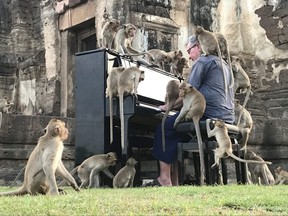 British musician Paul Barton plays the piano for monkeys that occupy abandoned historical areas in Lopburi, Thailand November 21 2020. Picture taken November 21, 2020.