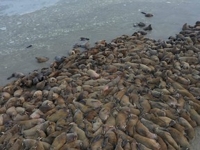 A view shows a walrus haulout on the Kara Sea coastline on the Yamal Peninsula, Russia, in this still image from a handout video taken between Oct. 21-24, 2020.