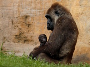 A five-day-old baby male Western lowland gorilla looks on as he is held by his mother Buu at Bioparc Fuengirola in Fuengirola, Spain, Friday, Nov. 13, 2020.