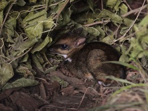 Philippine mouse-deer, born at Zoo Wroclaw, Poland on Nov. 10, 2020 is seen in this undated photo.