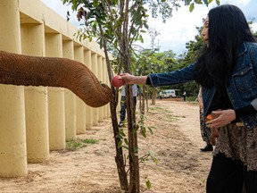 Singer Cher interacts with Kaavan, an elephant transported from Pakistan to Cambodia, at the sanctuary in Oddar Meanchey Province, Cambodia Dec. 2, 2020.