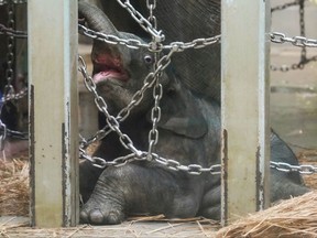 A baby Asian elephant goes on public display at Ueno Zoological Gardens, about a month after he was born, in Tokyo, Japan in this photo taken by Kyodo Dec. 1, 2020.