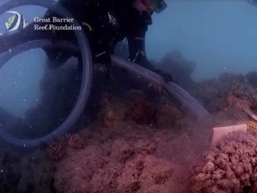 A diver deploys coral larvae onto a reef in Whitsunday Islands, on the Great Barrier Reef, Australia, in this still frame taken from a handout video.