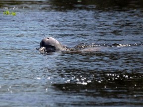 In this file photo taken on June 27, 2018 a river dolphin (Sotalia fluviatilis) swims at Mamiraua Sustainable Development Reserve in Amazonas state, Brazil.