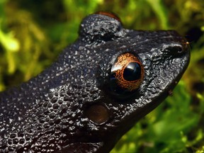 Handout picture released on Dec. 13, 2020 by Conservation International showing a devil-eyed frog (Oreobates zongoensis) -- which was thought to be extinct, and recently rediscovered at the forests of Bolivias Zongo Valley, north of La Paz, Bolivia.
