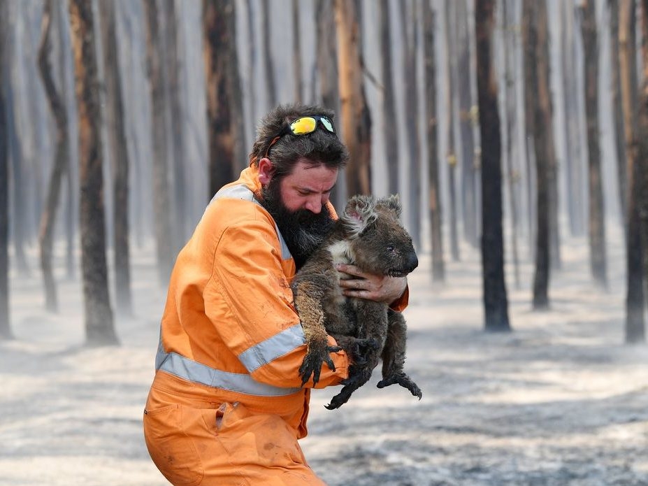 More than 60,000 koalas killed or hurt in Australia's bushfires