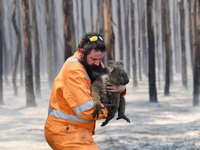 Adelaide wildlife rescuer Simon Adamczyk is seen with a koala rescued at a burning forest near Cape Borda on Kangaroo Island, southwest of Adelaide, Australia, January 7, 2020.