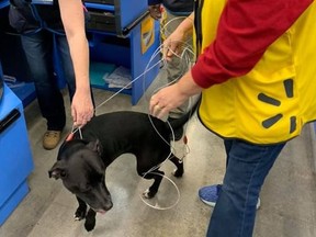 Abby the dog went missing for nearly three weeks before unexpectedly showing up at the Alabama Walmart where her owner worked.