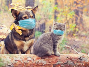 Dog and cat in medical face mask (respirator) outdoors. Medical concept