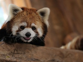 A red panda looks on inside its enclosure after arriving from Japan as part of a worldwide conservation project of this animal in danger of extinction at the Buin Zoo in Buin, Santiago, Chile December 3, 2020.