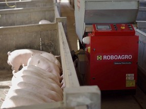 A Roboagro robot feeds pigs while playing classical music on a farm in Brazil, in this undated photo supplied by Roboagro.