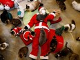 An employee dressed in a Santa Claus costume plays with cats at the Catgarden in Seoul, South Korea, December 14, 2020. Picture taken December 14, 2020.