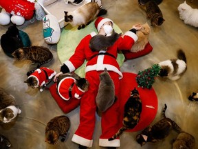 An employee dressed in a Santa Claus costume plays with cats at the Catgarden in Seoul, South Korea, December 14, 2020. Picture taken December 14, 2020.