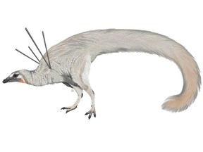 This illustration taken from Wikipedia depicts the Ubirajara jubatus, a chicken-sized Cretaceous Period dinosaur.