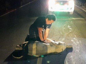 A rescue worker performs CPR on a baby elephant after a motorcycle crash in Chanthaburi province, Thailand, December 20, 2020.