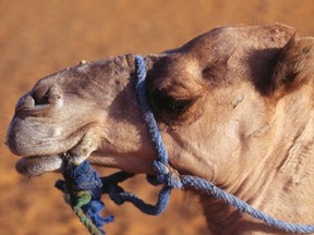 File photo of a camel. Apparently someone called Vancouver's 311 last year asking if they could keep a camel for milking.