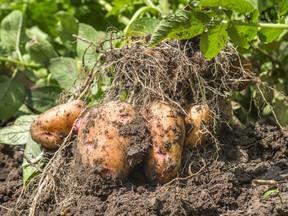 Pile of ripe potatoes on ground in field.