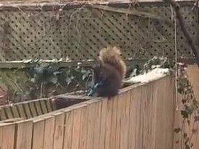 A squirrel was seen wielding a knife in a Rosedale backyard.