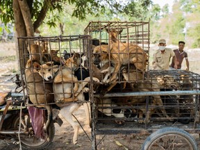Dogs that had been packed into cages in a minivan on the way to a slaughterhouse in Kampong Cham.