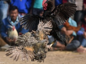A traditional cock fight takes place at the Jonbeel Mela festival in the Morigaon district of Assam, some 60 km from Guwahati, on January 20, 2017.