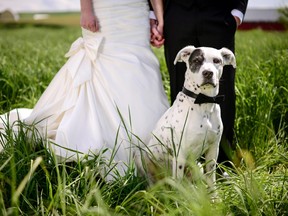 A dog-friendly wedding has a reader who fears dogs worried.