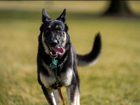 Major, one of the family dogs of U.S. President Joe Biden and First Lady Jill Biden, explores the South Lawn after on his arrival from Delaware at the White House in Washington, Jan. 24, 2021.