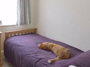Freddy the cat makes himself at home in an image from a real estate listing posted to Twitter.