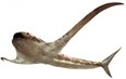 The life reconstruction of the unusual shark Aquilolamna milarcae, which lived during the Cretaceous Period at the same time as the dinosaurs, is seen in this undated handout image. Its fossil was discovered in northeastern Mexico.