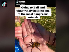 TikTok user @kaylinmarie21 shared a video of her encounter with the venomous blue-ringed octopus while in Bali, Indonesia.
