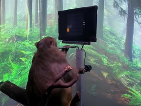 A monkey is seen playing 'Mind Pong' in a video posted by Neuralink on YouTube.
