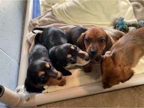 The miniature dachshunds were living in "filthy" conditions, said the B.C. SPCA.
