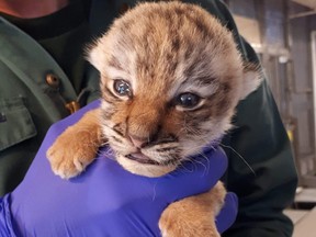 An Amur tiger cub known as “Small” born at the Toronto Zoo on April 30 had to be euthanized on Friday, May 21, 2021.