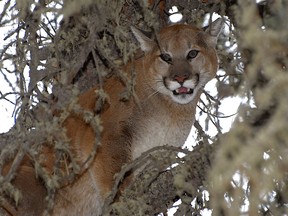 A treed cougar in Nordegg, Alberta.