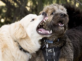 What is being called “the great doggy dump” by the New York Post, is not happening in Toronto or Ontario — yet.